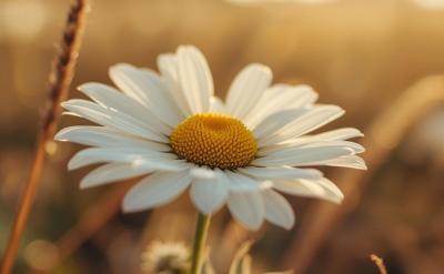Roman Chamomile Essential Oil